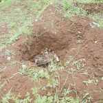 Budidaya Pepaya Merah Delima Dengan Teknologi Organik – Pengolahan Media Tanam