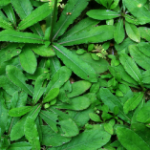 Kandungan Daun Tapak Liman