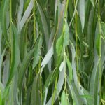 Dedalu Putih (Salix-babylonica)