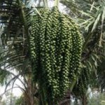 Enau/ Aren (Arenga pinnata)