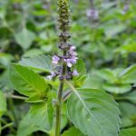 Ruku-Ruku Utan / Kemangi Hutan (Ocimum tenuiflorum Linne)