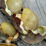 Budidaya Tanaman Buah Matoa – Syarat Tumbuh Tanaman Buah Matoa