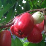Budidaya Tanaman Jambu Air Jamaika – Syarat Tumbuh Tanaman & Pembibitan Jambu Jamaika