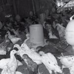 Antisipasi Perubahan (Fluktuasi) Suhu Siang – Malam Yang Cukup Tinggi Dalam Budidaya Ternak Unggas