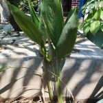 Umbi Garut – Komoditi Potensial Yang Sehat dan Nol Glutten