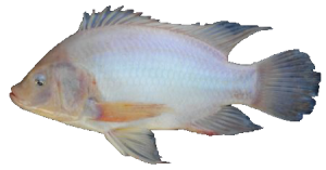 Ikan Nila Pandu jantan