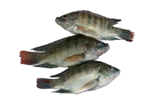 Ikan Nila Srikandi