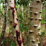 Secang (Caesalpinia sappan, Biancaea sappan )