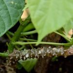 Brotowali (Tinospora cordifolia)