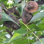 Angsana (Pterocarpus indicus Willd)