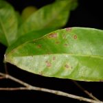 Salam (Syzygium polyanthum)