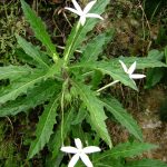 Kitolod (Isotoma longiflora)