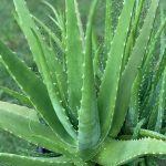 Lidah Buaya (Aloe Vera)