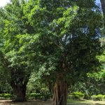 Asem Belanda / Asem Londo (Pithecellobium dulce)